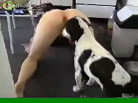 Dalmatian can't live without eating muff juice